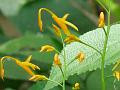 Yellow Swan Flower